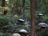 138-mushrooms